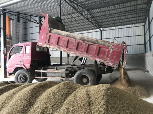 綿陽梓潼 精心組織夏糧收購入庫，全力筑牢國家糧食安全基石